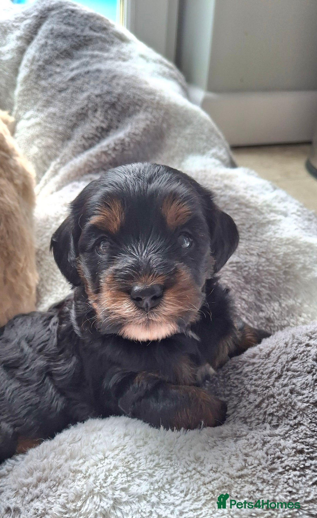 Cavapoo dogs for sale: Toy Cavapoo puppies - Image 17