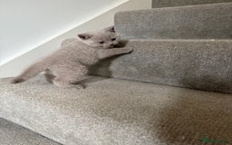 British Shorthair cats for sale: 2 female British blue shorthair  - Image 9