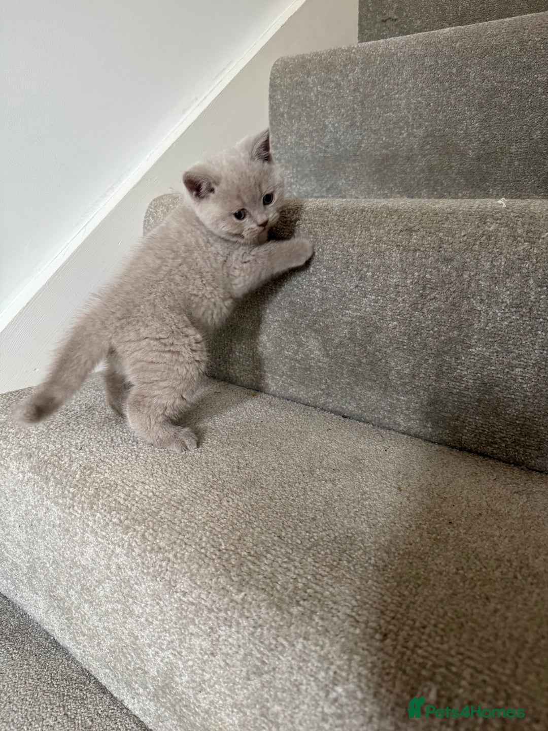 British Shorthair cats for sale: 2 female British blue shorthair  - Image 9