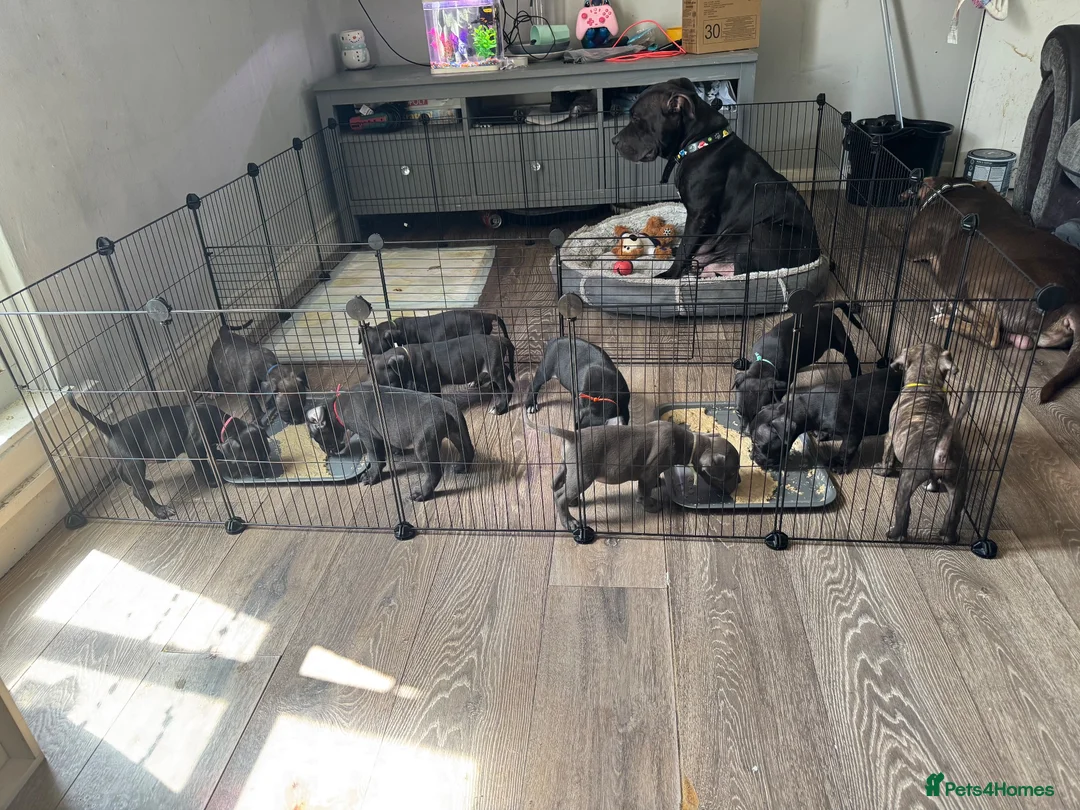 Staffordshire Bull Terrier dogs for sale: Staffordshire bull terrier pups  in Waltham Abbey - Advert 6