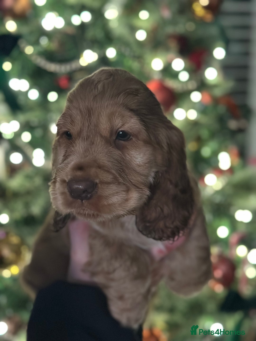 Cocker Spaniel dogs for sale: Beautiful Cocker spaniel pups ready this weekend - Advert 7