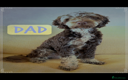 Cockapoo dogs for sale: Meet your new best friend!! - Image 14