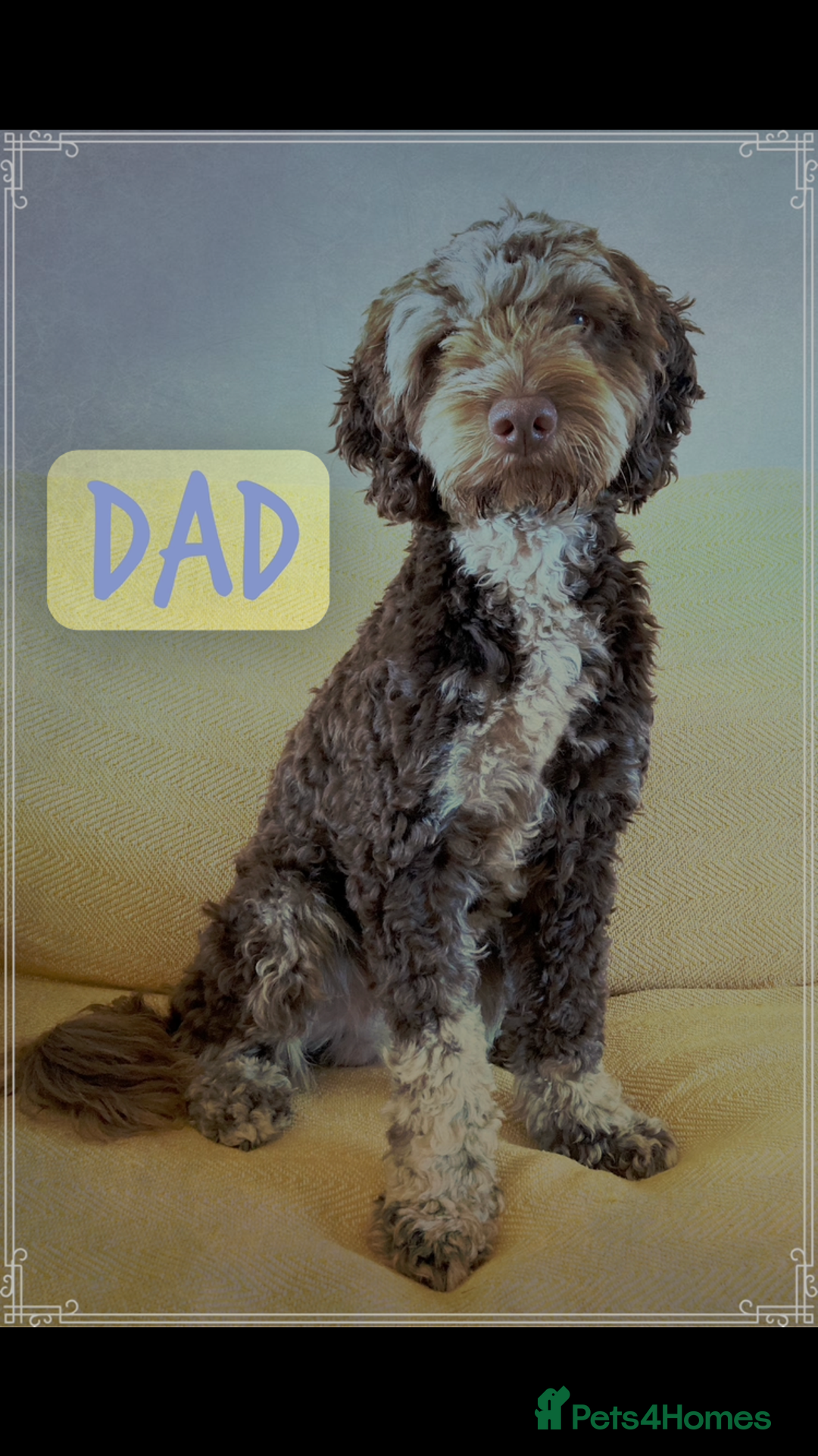 Cockapoo dogs for sale: Meet your new best friend!! - Image 14