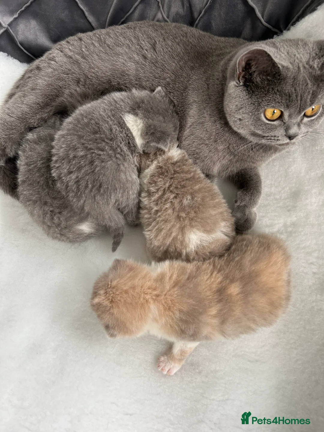 British Shorthair cats for sale: BRITISH SHORTHAIR KITTENS (registered) - Advert 12