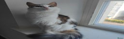 Maine Coon cats for sale: Norwegian Forest Cat - Advert 3