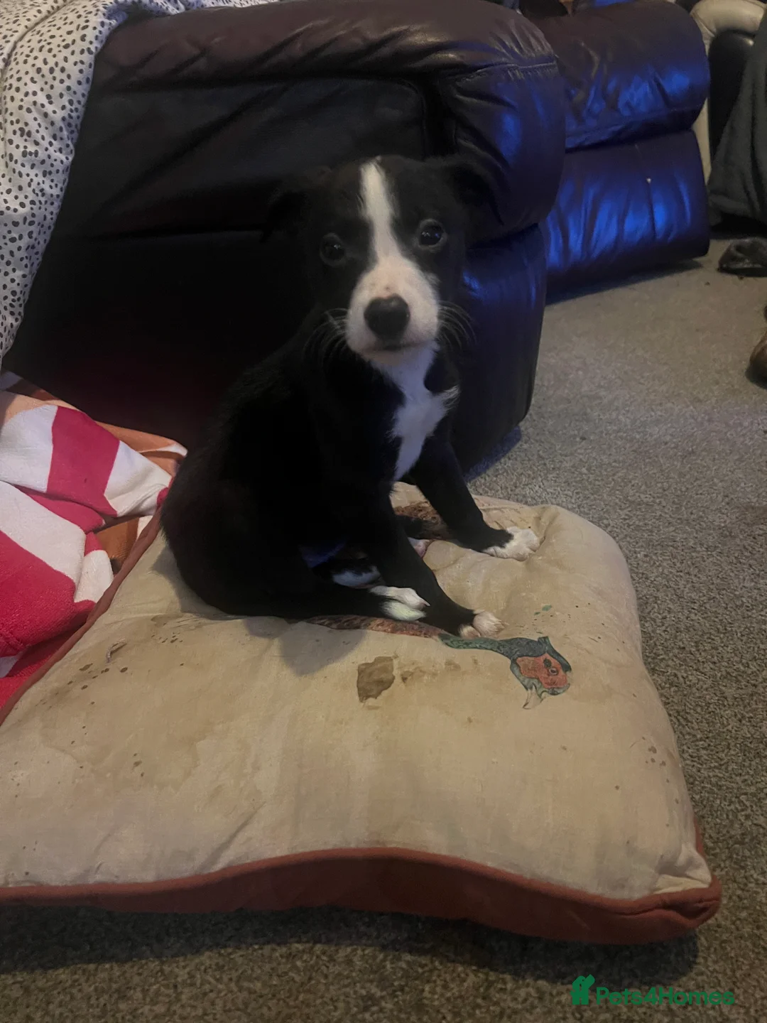 Mixed Breed dogs for sale: Adorable 13-Week-Old Female Puppies Ready For Home - Advert 2