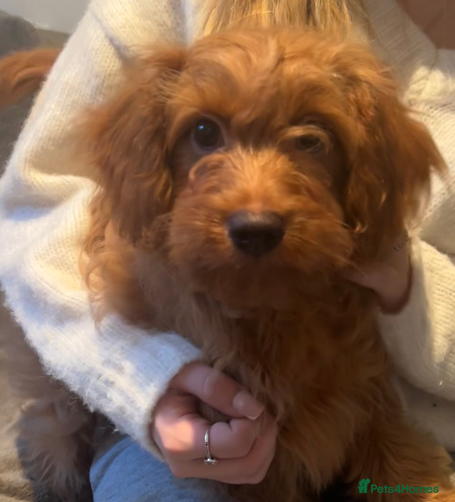 Cavapoo dogs Miniature Cavapoo puppies ready to leave - Advert 8