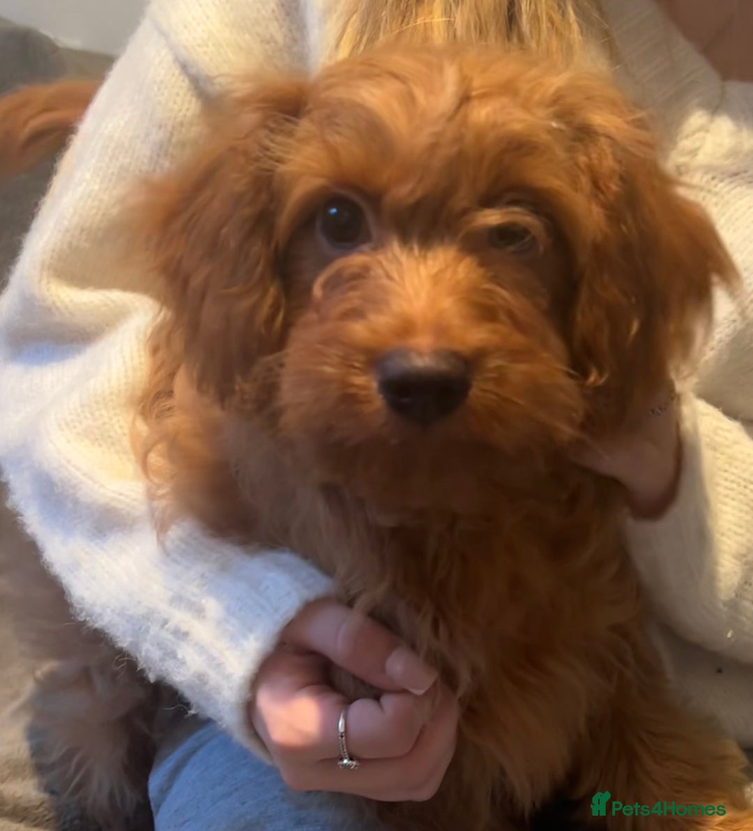 Cavapoo dogs for sale: Miniature Cavapoo puppies ready to leave - Advert 1