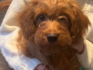 Cavapoo dogs Miniature Cavapoo puppies ready to leave - Advert 3