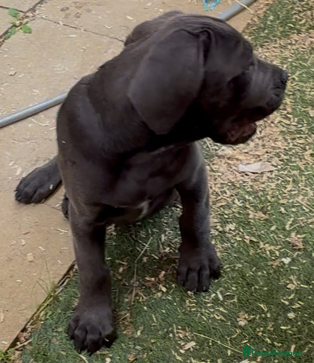 Cane Corso dogs for sale: READY NOW: QUALITY PEDIGREE CANE CORSO PUPPIES - Image 8