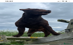 Patterdale Terrier dogs for sale: Beautiful chocolate patterdale terriers  - Image 9