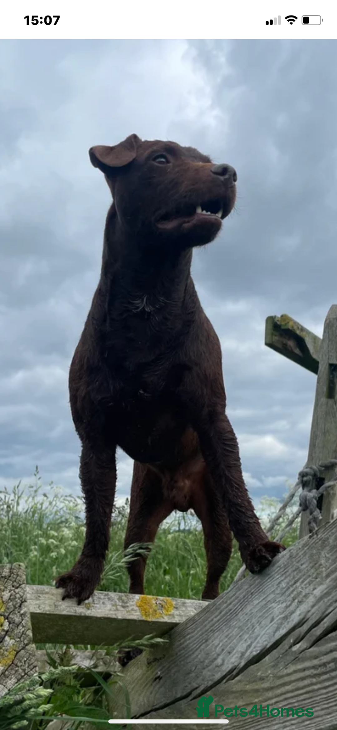 Patterdale Terrier dogs for sale: Beautiful chocolate patterdale terriers  - Image 9