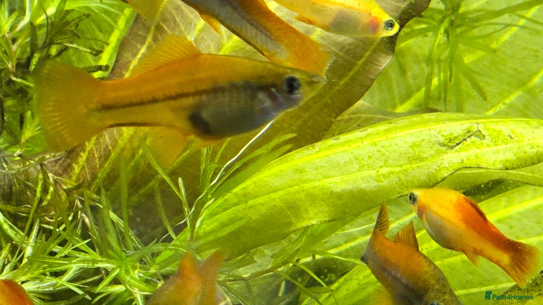 Swordtails fish for sale: Swordtails for sale - Image 2