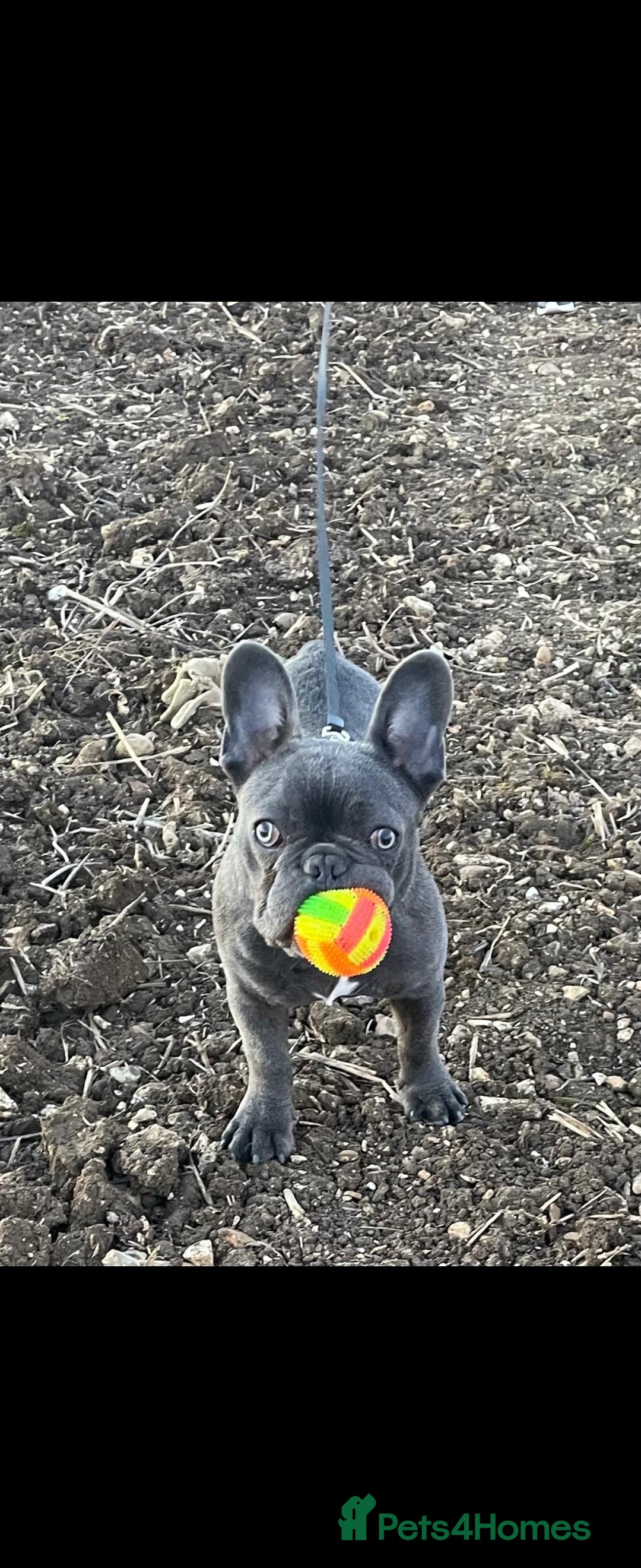 French Bulldog dogs for sale: Kc registered blue male French bulldog 8 months  - Image 2
