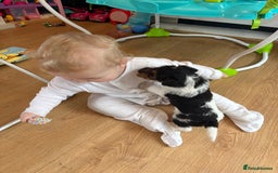 Fox Terrier dogs for sale: 🐾Darling fox terrier puppies 🐾 07513801786 - Image 6