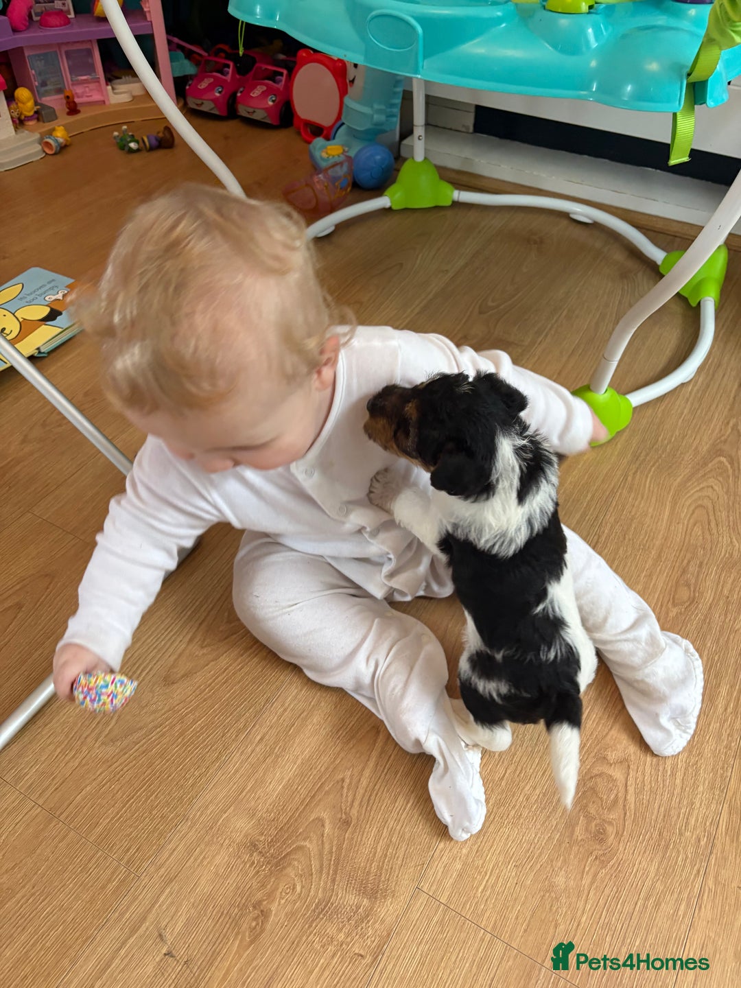 Fox Terrier dogs for sale: 🐾Darling fox terrier puppies 🐾 07513801786 - Image 6