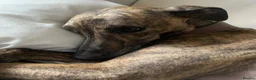 Lurcher dogs for sale: Beautiful male Lurcher, 3 Years in Bury Saint Edmunds - Advert 2