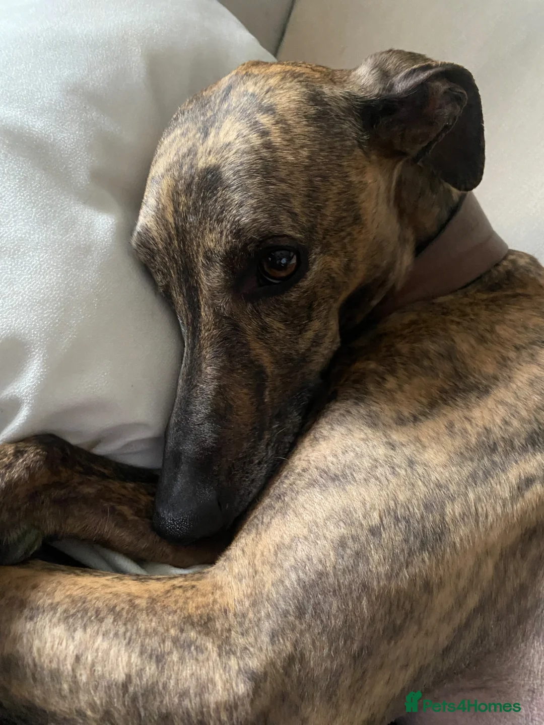Lurcher dogs for sale: Beautiful male Lurcher, 3 Years in Bury Saint Edmunds - Advert 2