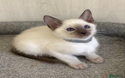 Siamese cats for sale: GCCF Registered Traditional Siamese Kittens.  - Image 5