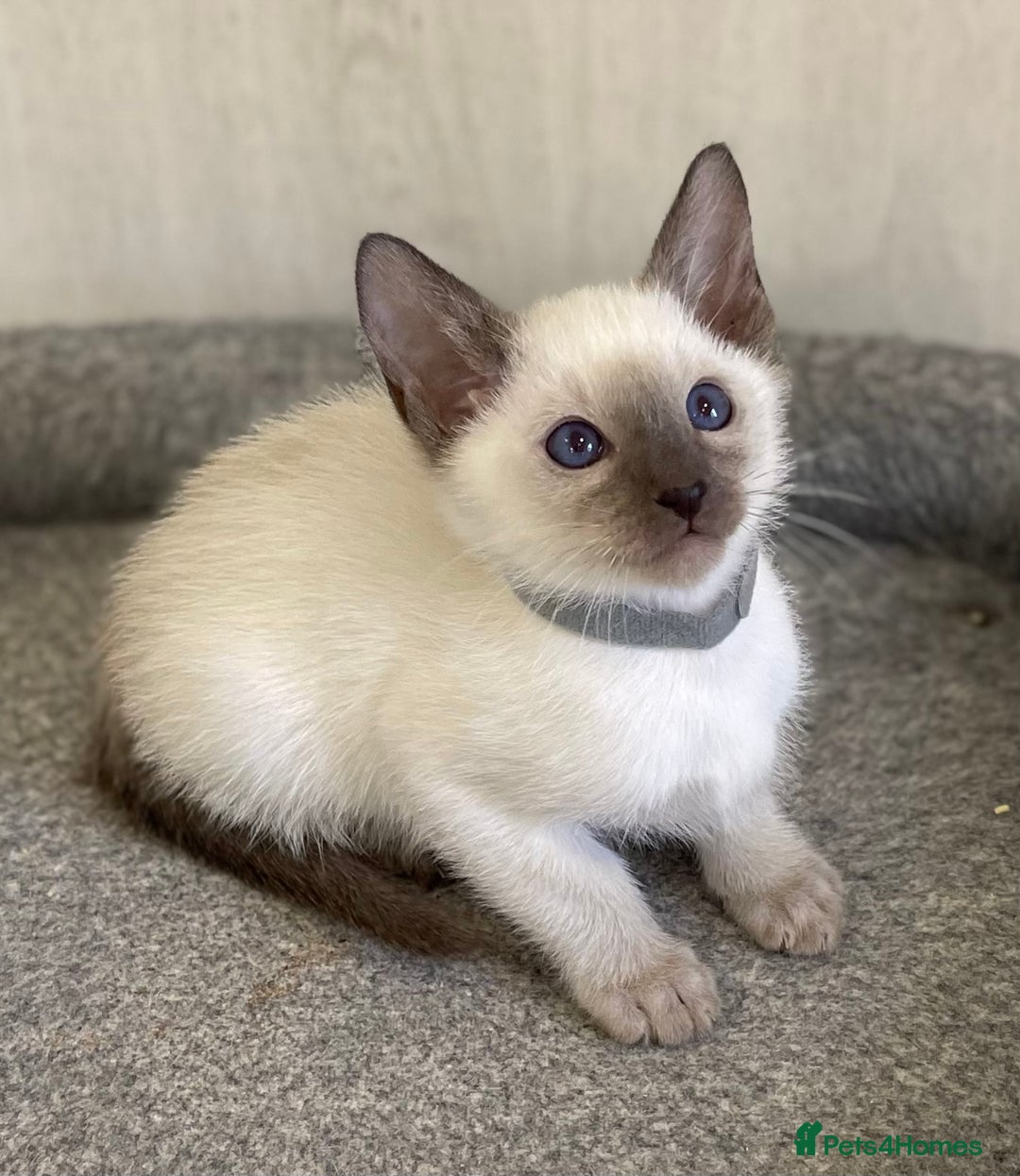 Siamese cats for sale: GCCF Registered Traditional Siamese Kittens.  - Image 5
