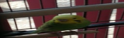 Budgerigars birds for sale: budgies for sale - Advert 14