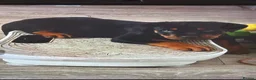 Rottweiler dogs for sale: READY TO GO 5th august - Advert 4