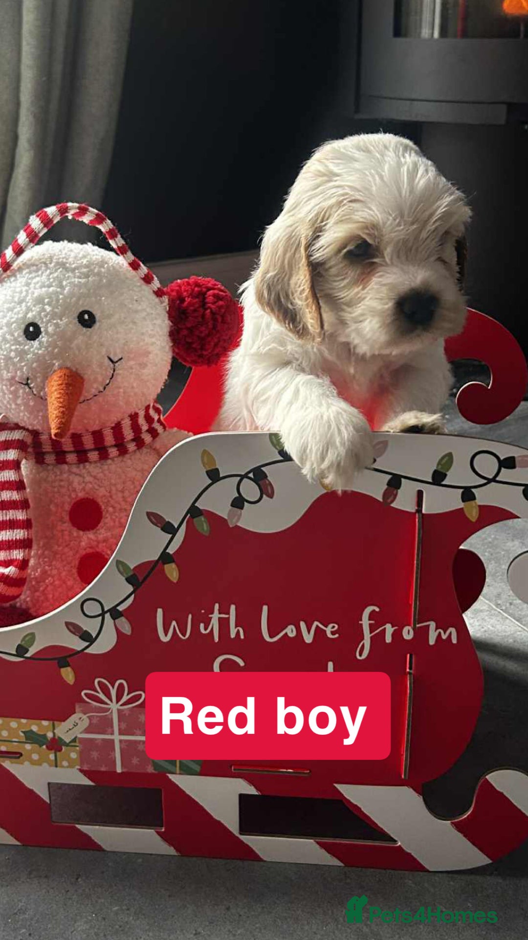 Cockapoo dogs for sale: F2 Cockapoo pups - Advert 22