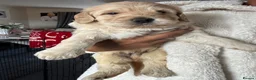 Mixed Breed dogs for sale: Stunning labradoodle puppies in Kettering - Advert 3
