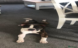 Staffordshire Bull Terrier dogs for sale: Staffordshire bull terriers for sale - Image 7