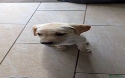 Labrador Retriever dogs for sale: Male Labrador Puppy - Image 5