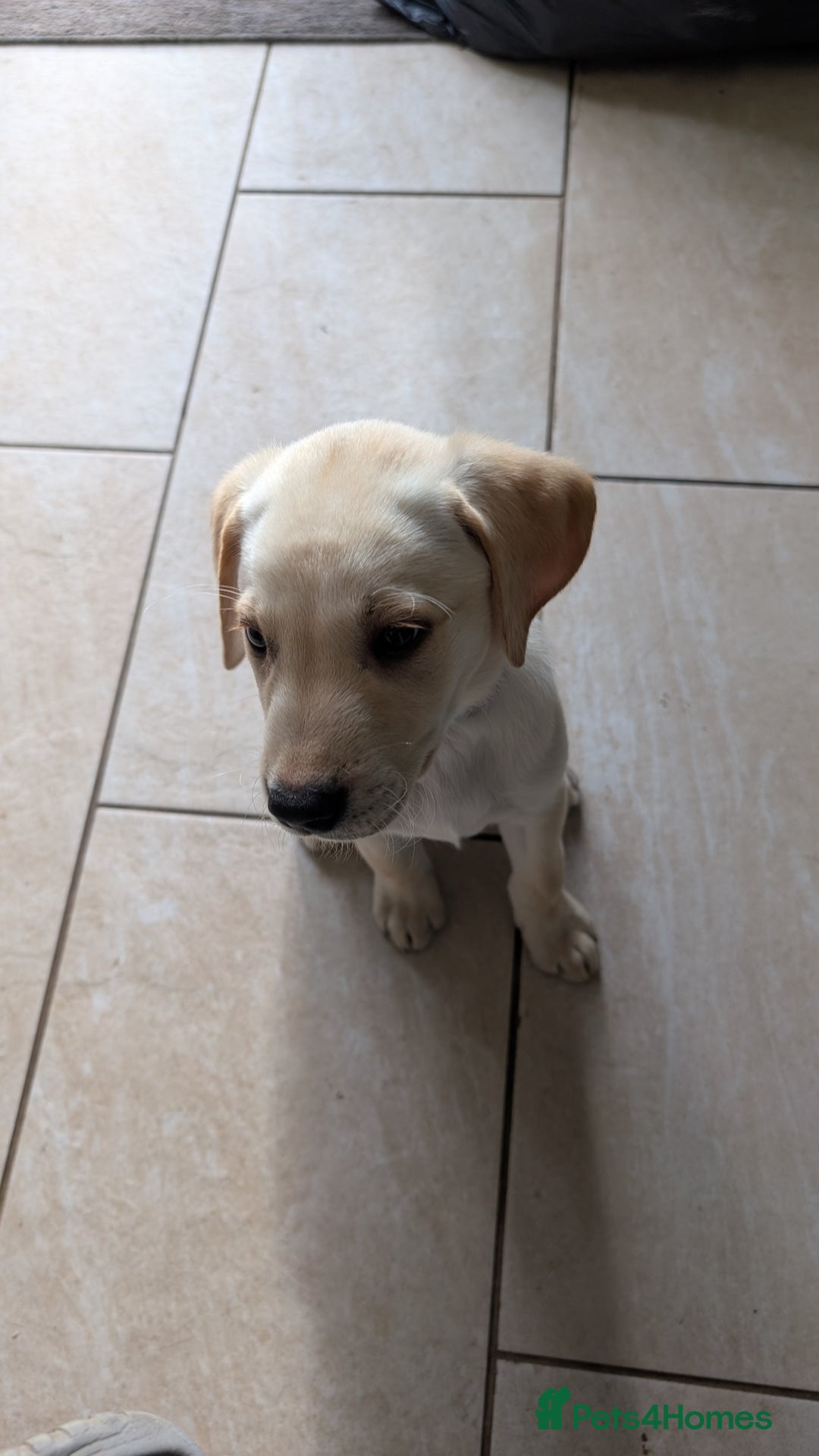 Labrador Retriever dogs for sale: Male Labrador Puppy - Image 5