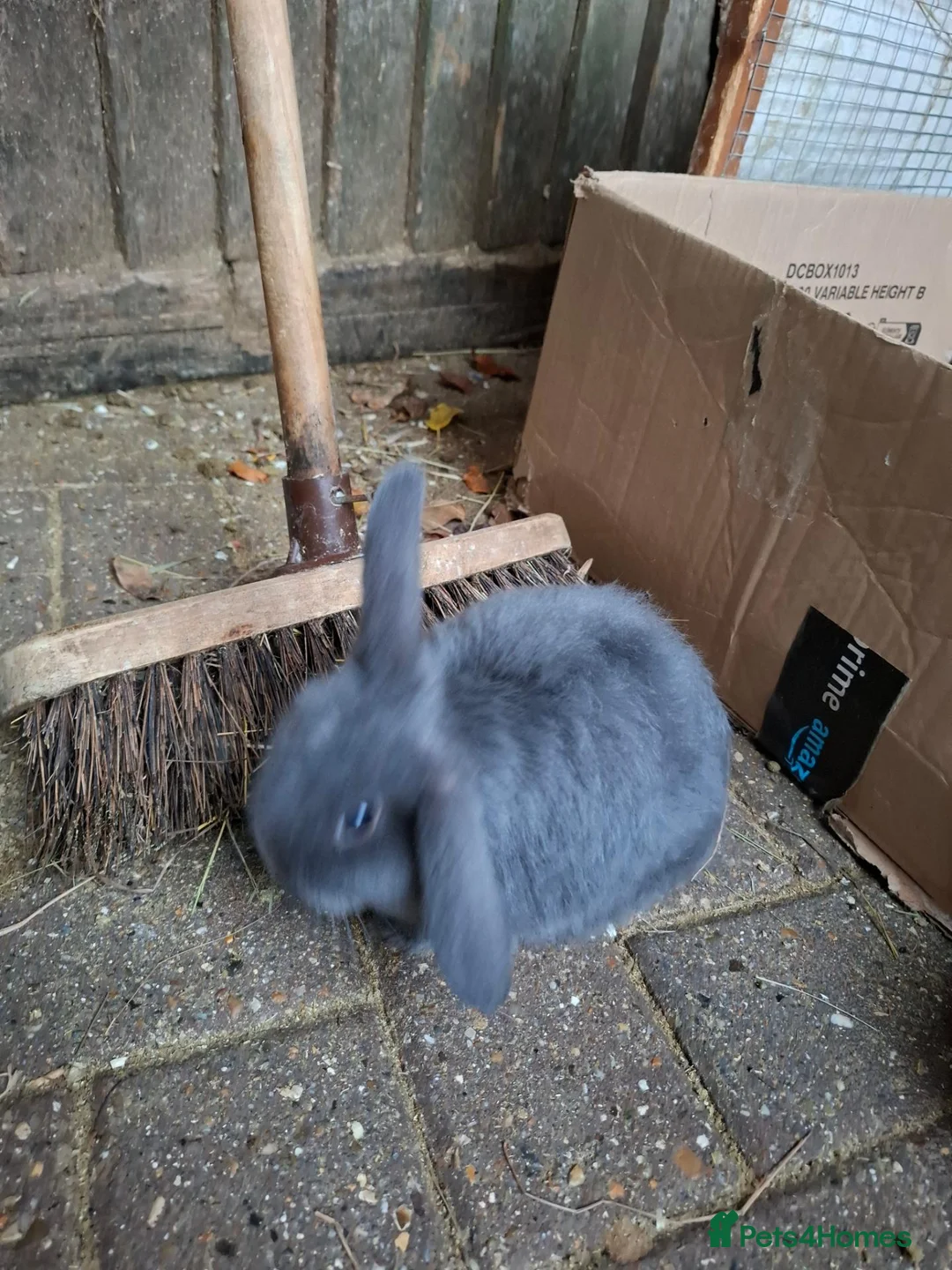 Mini Lop rabbits for sale: Beautiful Mini Lops - Advert 6