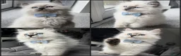 Siberian cats for sale: GCCF neva Champion bloodlines siberians - Advert 4