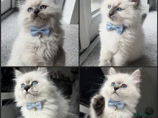 Siberian cats GCCF neva Champion bloodlines siberians - Advert 11