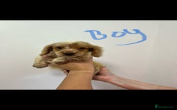 Cockapoo dogs for sale: Working cocker x cockapoo  puppies  - Image 5