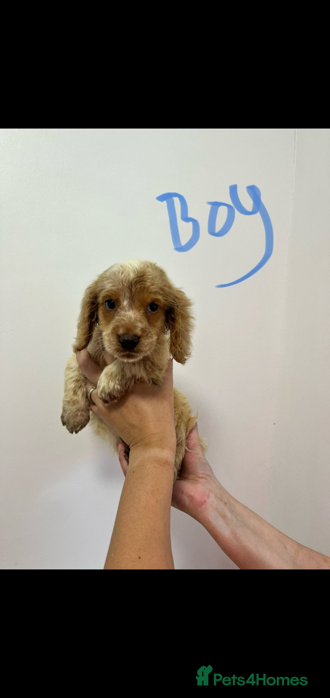 Cockapoo dogs for sale: Working cocker x cockapoo  puppies  - Image 5