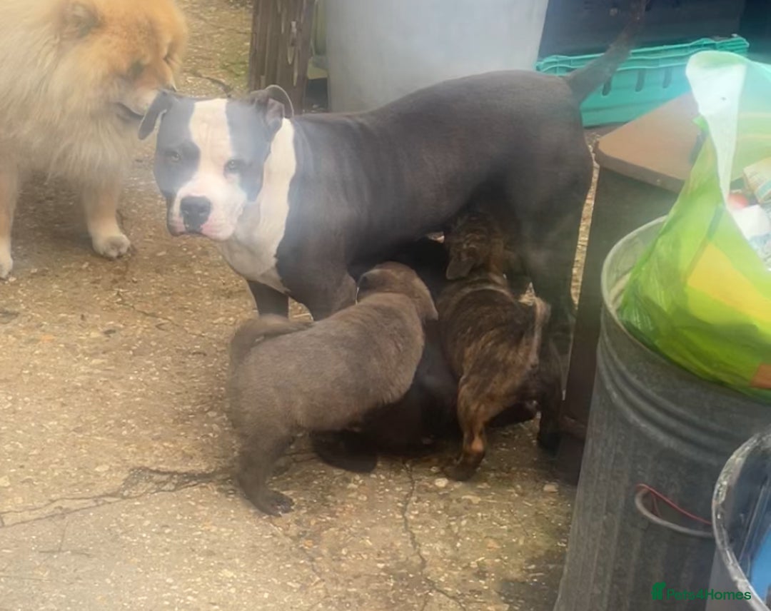 Mixed Breed dogs for sale: chow x staffy - Image 9