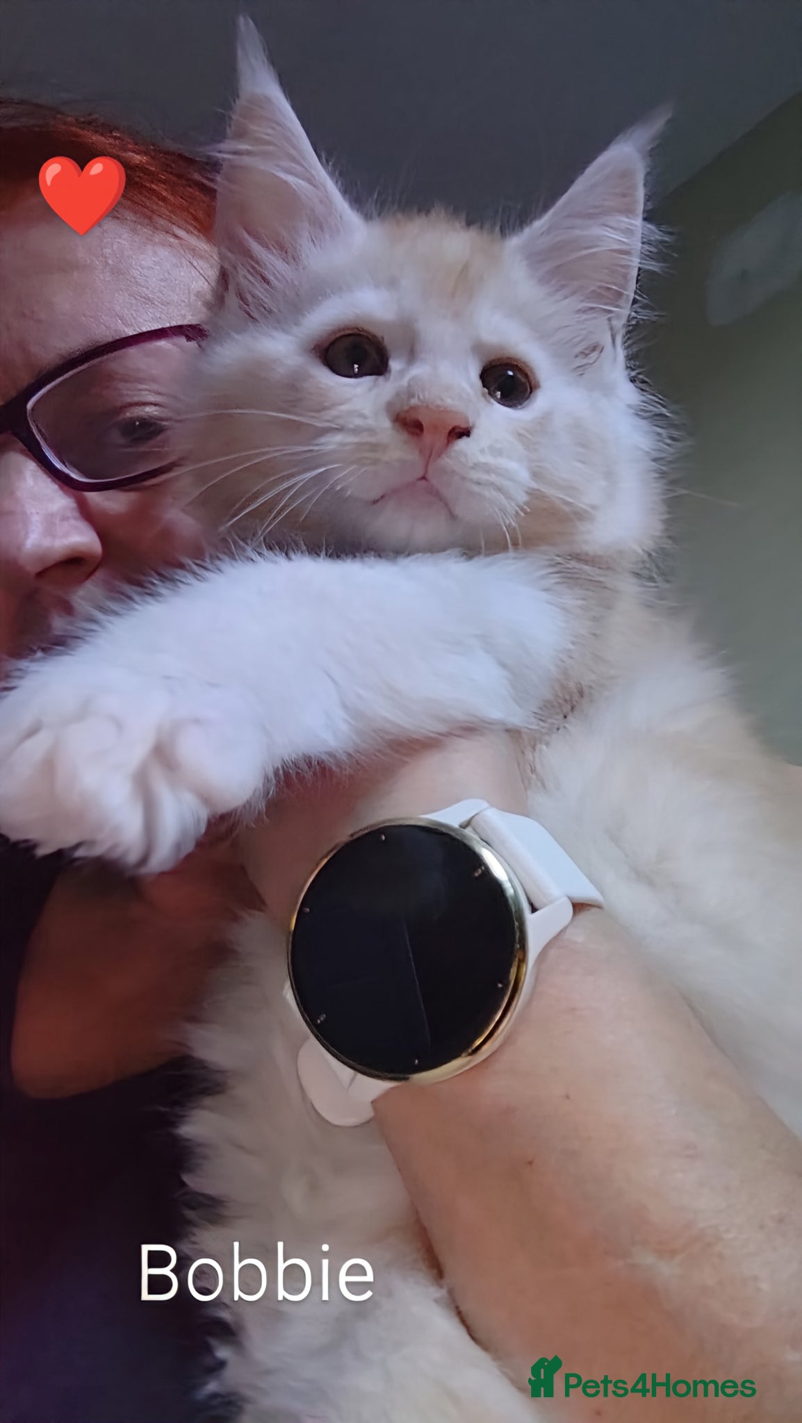 Maine Coon cats for sale: Maine coon boy kitten GCCF pedigree - Advert 16