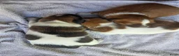 Jack Russell dogs for sale: Jack Russels  - Advert 6