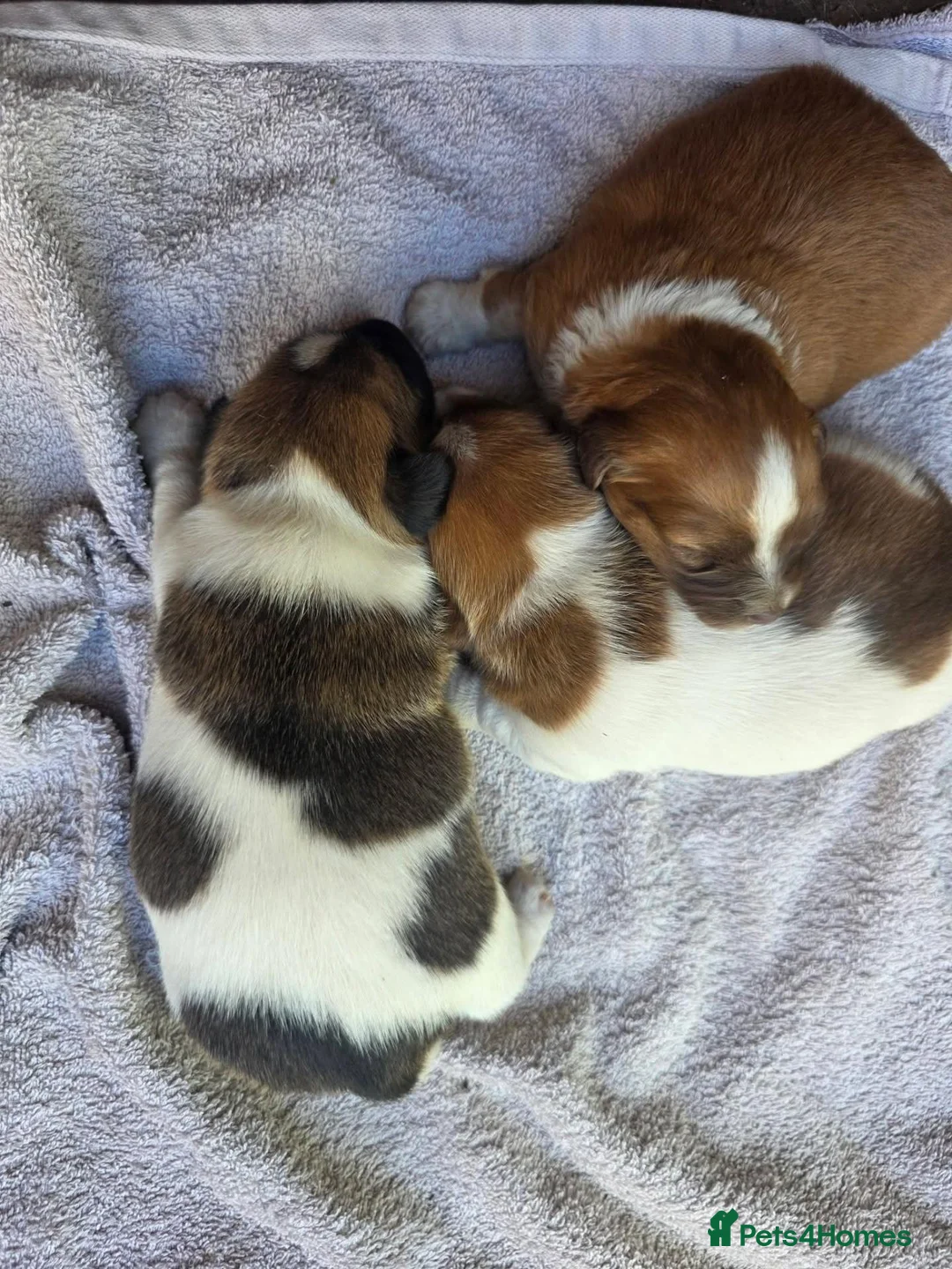 Jack Russell dogs for sale: Jack Russels  - Advert 6