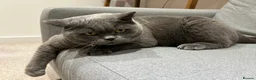 British Shorthair cats for sale: Lovely British Blue boy looking for new home - Advert 3