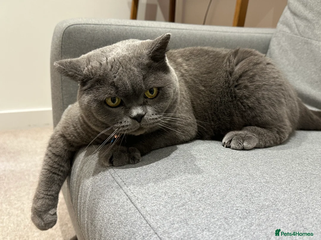 British Shorthair cats for sale: Lovely British Blue boy looking for new home - Advert 3