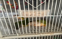 Conures birds for sale: 3 x Conures with large cage - Image 2