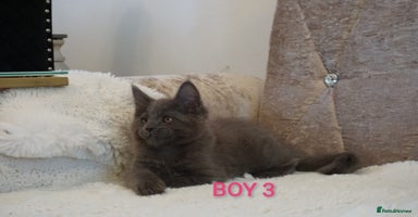 Maine Coon cats - Advert 3