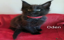 Maine Coon cats for sale: XL beautiful Maine coon gccf kittens for sale  - Image 7