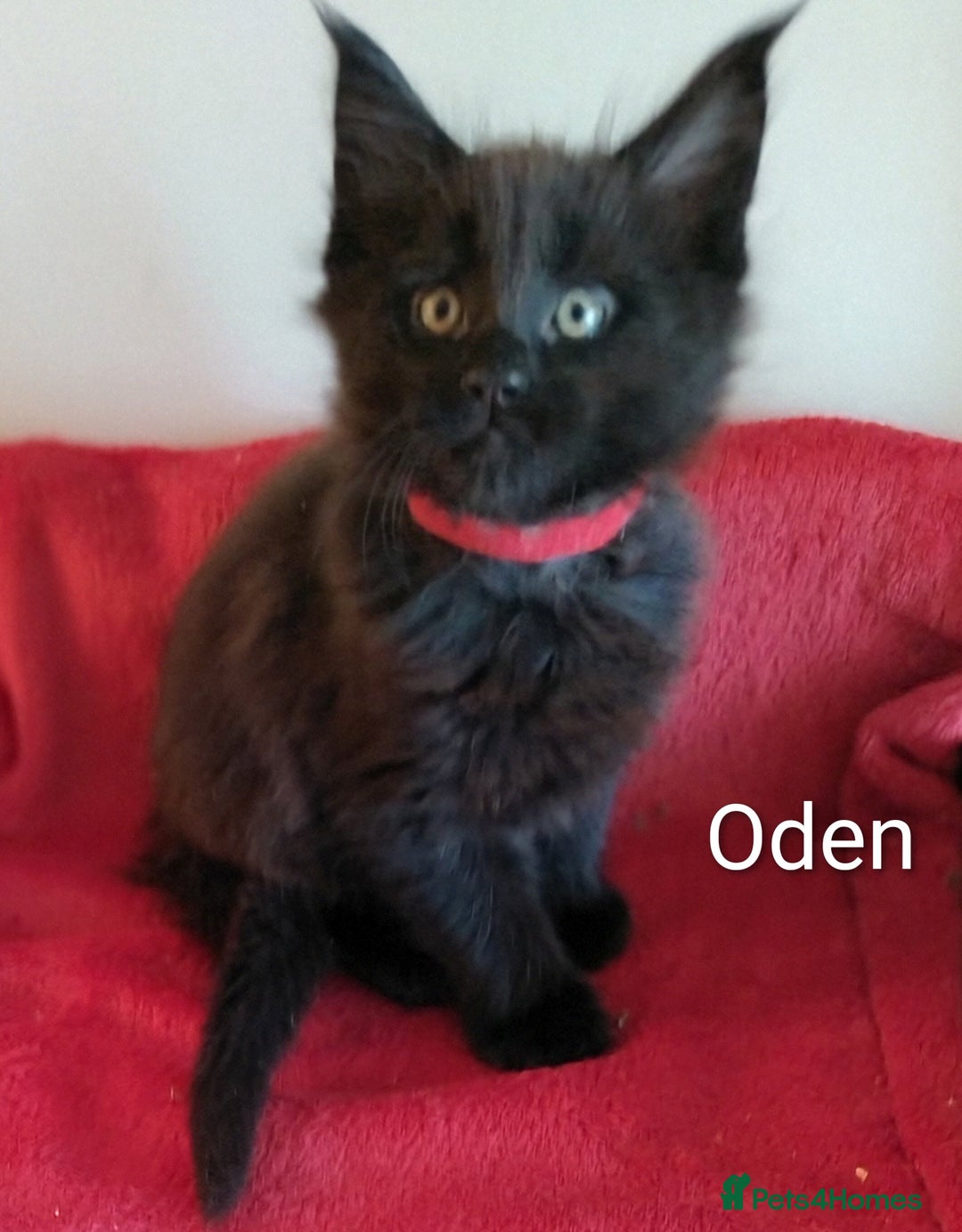 Maine Coon cats for sale: XL beautiful Maine coon gccf kittens for sale  - Image 7