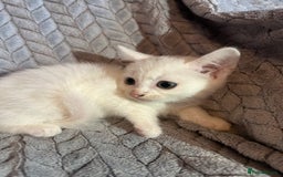 Russian Blue cats for sale: 6 beautiful kittens ❤️ - Image 16