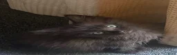 Mixed Breed cats for sale: Last kitty remaining  - Advert 11
