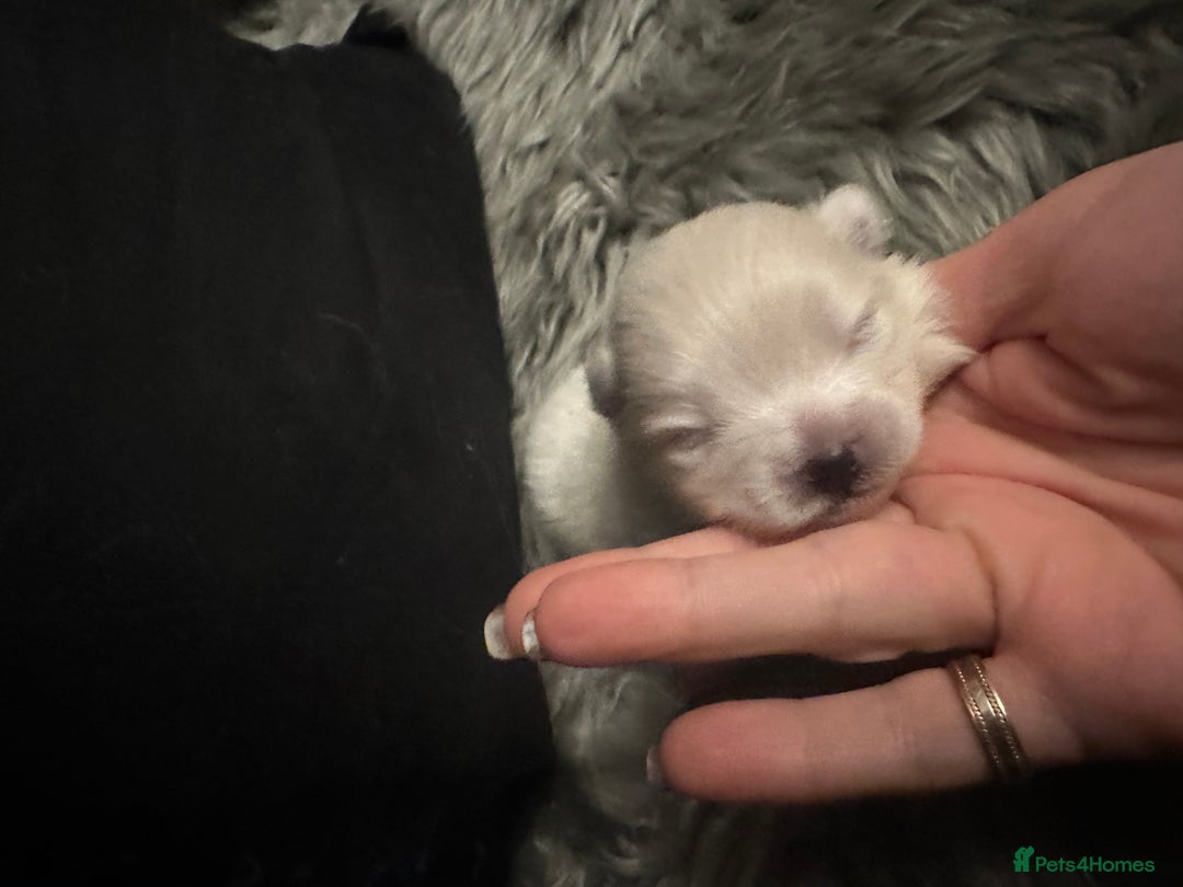 Pomeranian dogs for sale: KC white pomeranians  for reservation!  - Advert 5