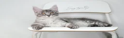 Maine Coon cats for sale:     Limited Summer Offer – Reduced Kitten Prices - Advert 17
